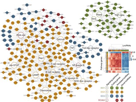 Pathway Mrna Lncrna Co Expression Network A Total Of 16 Signaling