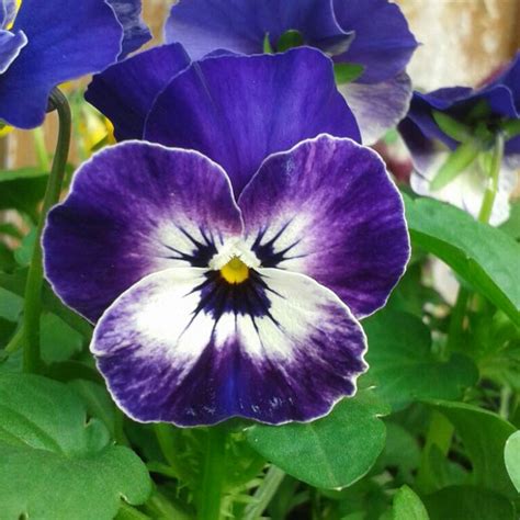 Viola Tricolor Var Hortensis Pansy Uploaded By Steven2016