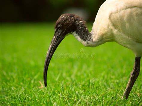 A Sacred Ibis In A Park Stock Photo Image Of Aethiopicus 6499334