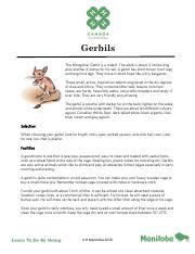 Comprehensive Guide to Gerbil Care | Course Hero