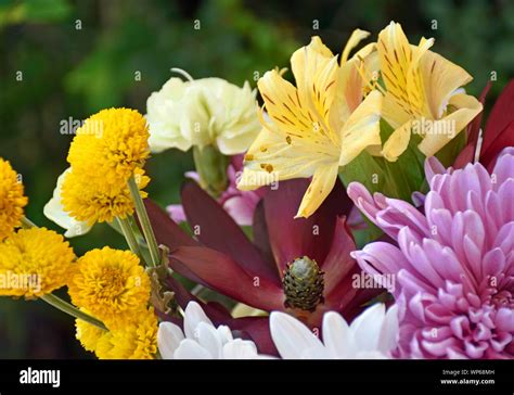 Bright Sunshine Flower Bouquet Studio Shot Stock Photo - Alamy