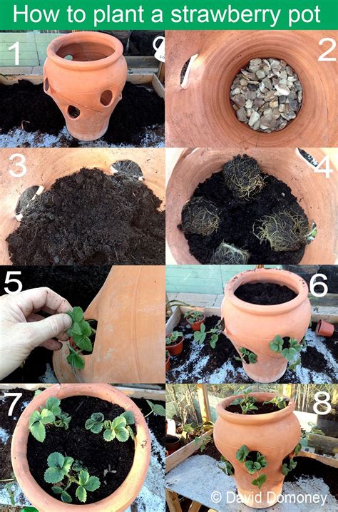 How To Plant Up A Terracotta Strawberry Pot David Domoney Strawberry