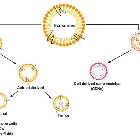 Classification Of Exosomes Isolated From Different Resources Natural