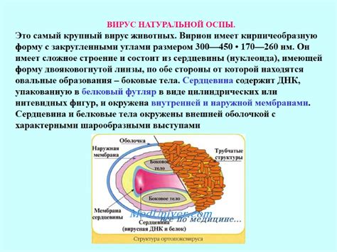 « ВИРУС НАТУРАЛЬНОЙ ОСПЫ» КЛАССИФИКАЦИЯ: Царство – вирусы