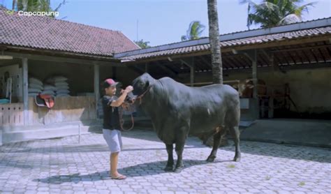 Cerita Sukses Pemuda Desa Jadi Peternak Sapi Lokal Hingga Menangkan