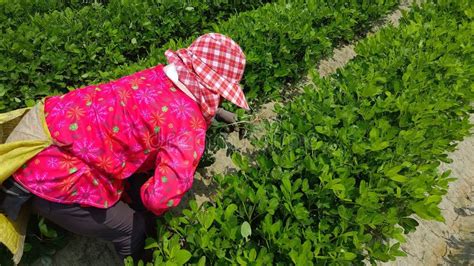 On A Hot And Humid Day A Taiwanese Farmer Woman Carefully Tended To Her Peanut Plants By