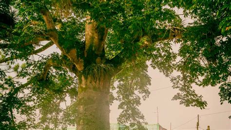 La Ceiba Árbol Sagrado Maya Maravillas de Yucatán