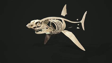 Shark anatomy model, Sergey Egelsky | Shark art, Fish anatomy, Shark