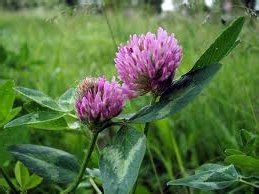 Ливадна детелина – Trifolium pratense L. Билка Ливадна детелина ...