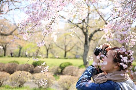 Best Places To Spot Cherry Blossoms In Seoul Adventure Teaching