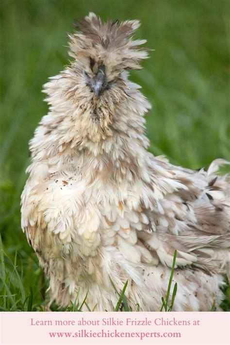 Frizzle Silkie Chicken | Silkie chickens, Silkies, Silkie chickens colors