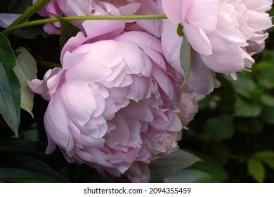 8 Peony Mrs Franklin D Roosevelt Images Stock Photos 3D Objects