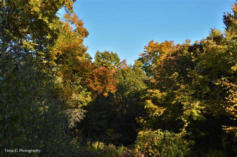 Under The White Oak Leaves Autumn Tanja Chester Flickr