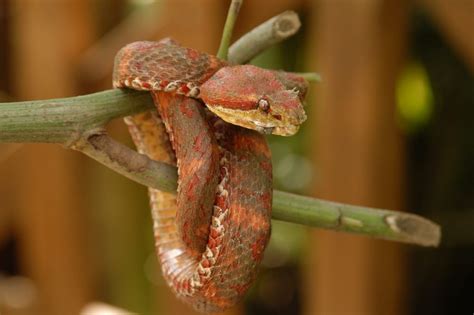 Snakes Costa Rica Insider