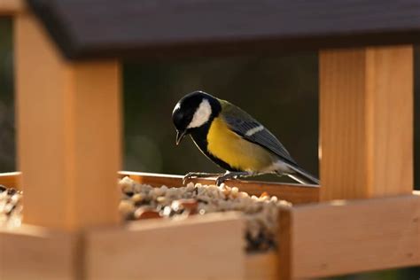 What Does It Mean When A Bird Flies Into Your House Door? (Spiritual Meanings & Interpretation)