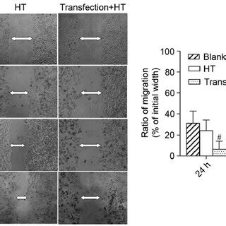 Inhibition Of Mammalian Target Of Rapamycin Increased The Effect Of HT