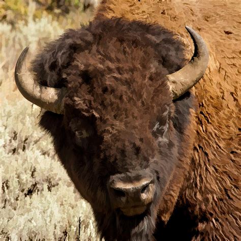 Yellowstone Bison Photograph by Brenda Jacobs - Pixels