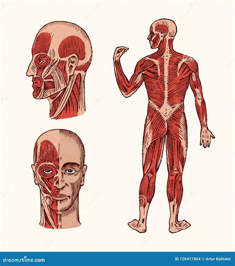 人的解剖学 头的肌肉和骨头系统 科学医学和生物的医疗传染媒介例证 男 向量例证 插画 包括有 心血管 设计 126417804