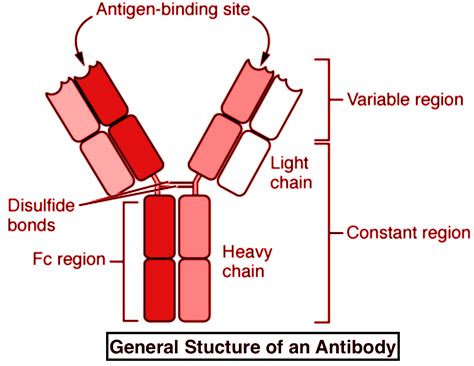 Labelled Diagram Of An Antibody