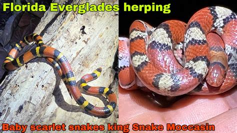 Baby Scarlet Snakes Sk Snake And Venomous Pit Viper Snake Hunting