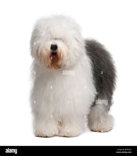 Old English Sheepdog Hi Res Stock Photography And Images Alamy