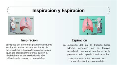 El Aparato Respiratorio Ppt Descargar