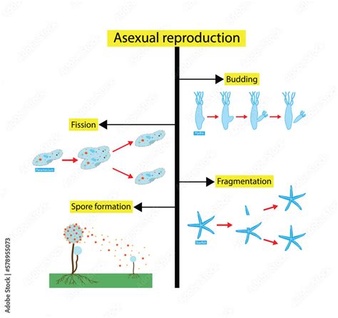 Illustration Of Biology Scientific Designing Of Differences Between