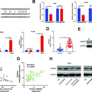 Hmgb Was The Target Of Mir P A The Target Genes Of Mir P