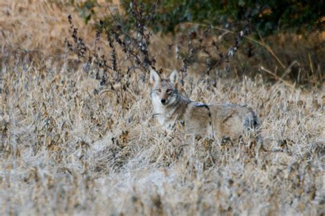 A Funny Encounter With A Curious Coyote Steve Creek Wildlife Photography