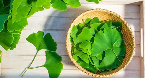 C Mo Tomar Ginkgo Biloba Cu Les Son Las Propiedades Medicinales Del