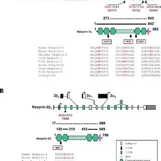 Nesprin Emerin Lamin Interactions Are Changed In Vitro And In Vivo