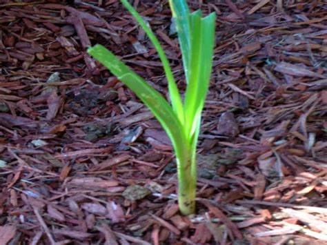 How To Transplant Daylilies