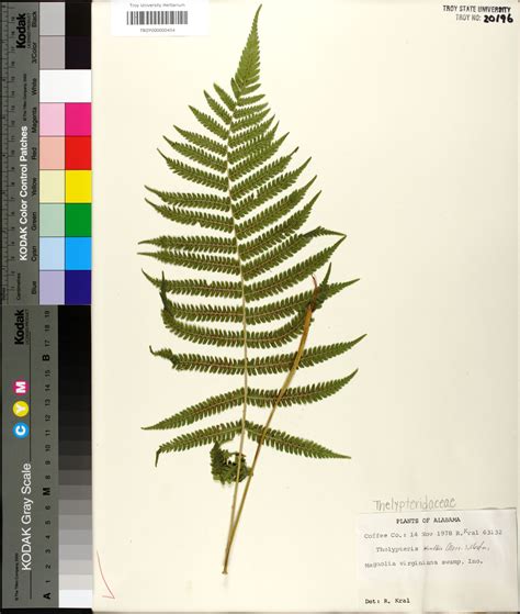 Pelazoneuron Kunthii Species Page Apa Alabama Plant Atlas