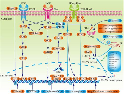 The Regulators Of Pd L1 Expression Pd L1 Abundance Is Regulated By