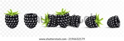 Blackberry Sweet Fruit Forest Berry 3d Stock Vector Royalty Free