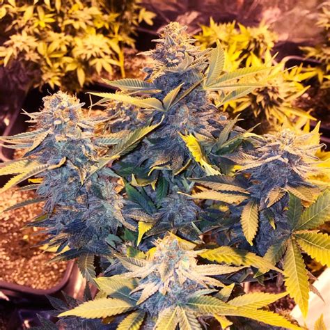 Somango Pineapple Soma Sacred Seeds Nl Ab Eur