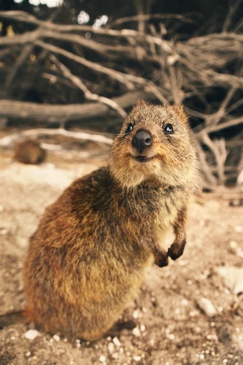 Best Names For Beaver Name Generator Ideas Fluentslang