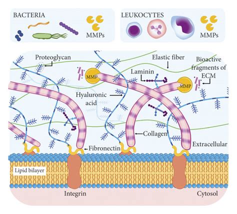 Ecm Degradation Products The Interaction Of Bacteria And Immune Cells