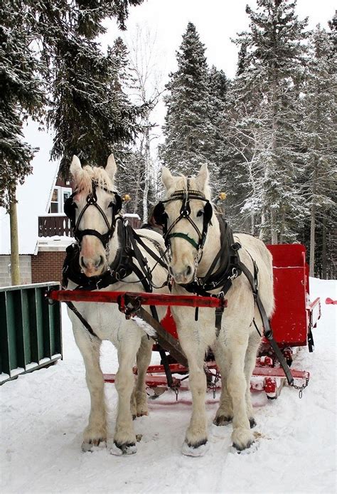 Horse Drawn Carriage Winter Scenes Winter Scenery Sleigh Ride