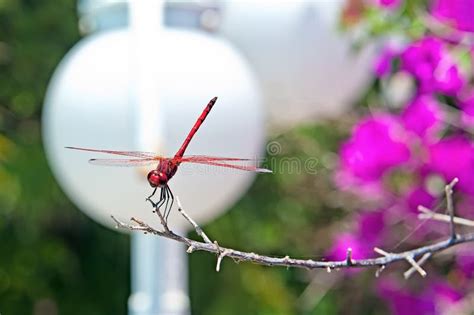 Dragonfly Sex Stock Photo Image Of Macro Ovum Insect