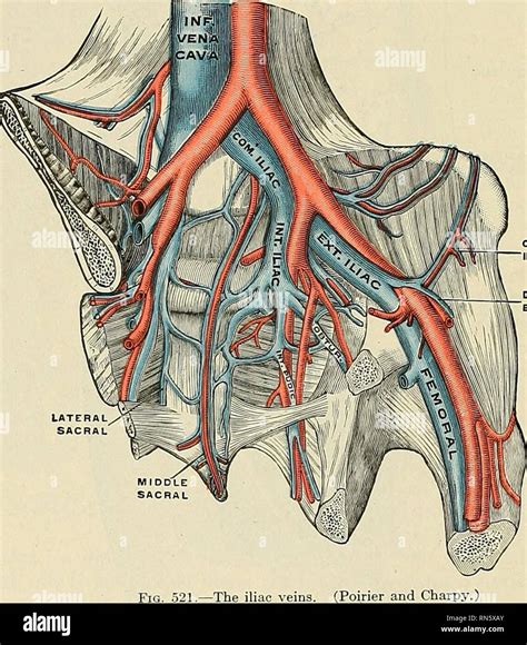 Pelvic Vascular Anatomy Human Anatomy