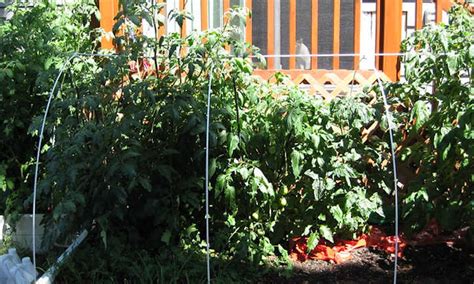 Growing Tomatoes In Raised Beds Getting Started Epic Gardening