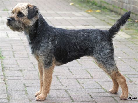 Index of Pedigree Border Terriers - BorderTerrier.org.uk