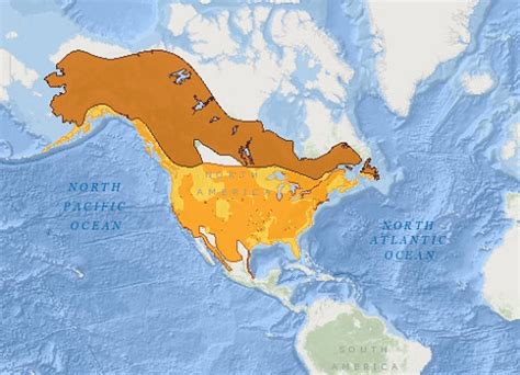 Bald Eagle Haliaeetus Leucocephalus Facts About Animals