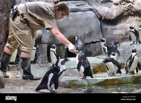 Zoo worker at Fort Worth Zoo, Texas, USA - feeding penguins Stock Photo ...