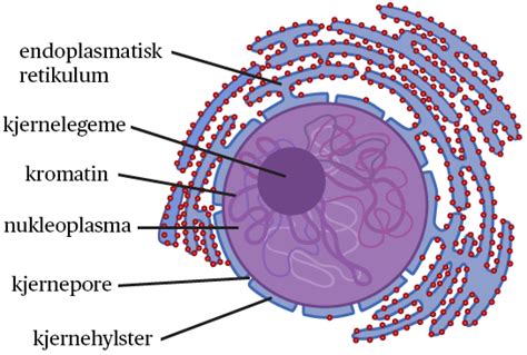 endoplasmatisk retikulum – Store norske leksikon