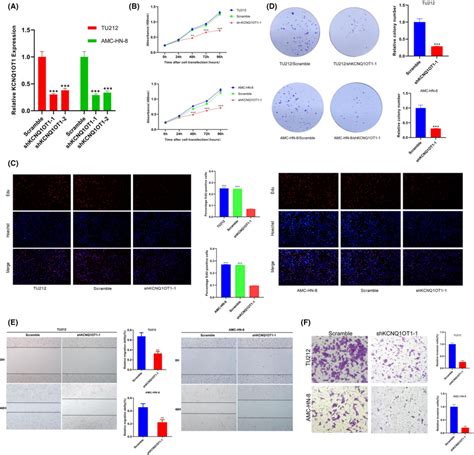 Knockdown Of Kcnq Ot Significantly Decreased Lscc Cells Proliferation