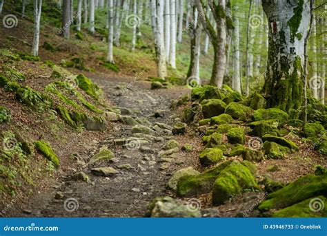 Footpath In The Forest Stock Image Image Of Background 43946733