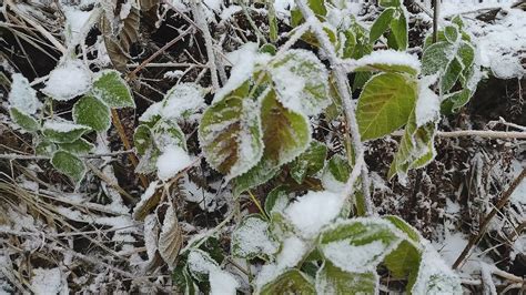 Frozen Foliage In Autumn Forest November 2023 Valery Vozhdaev Flickr