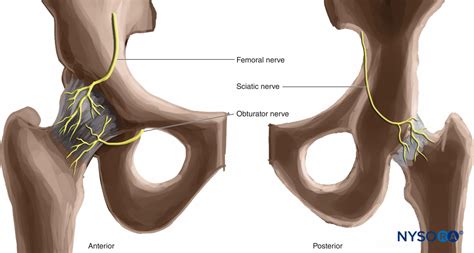 Hip Joint Nerve Block